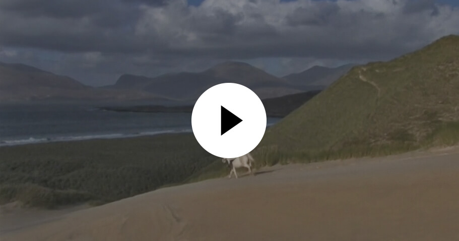 watch shepherdess