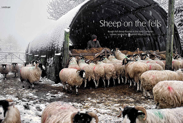 sheep on the fells