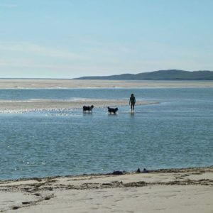 Harris Holiday