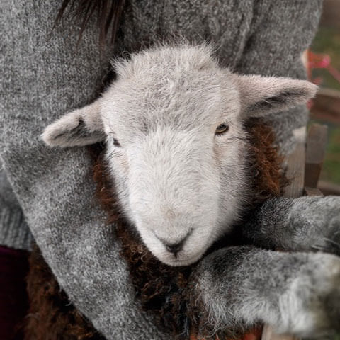 herdwick sheep