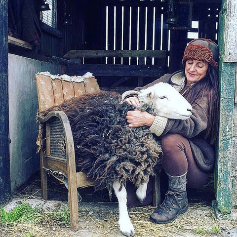 herdwick sheep