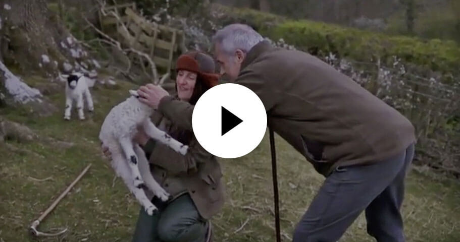 lambing season on the farm