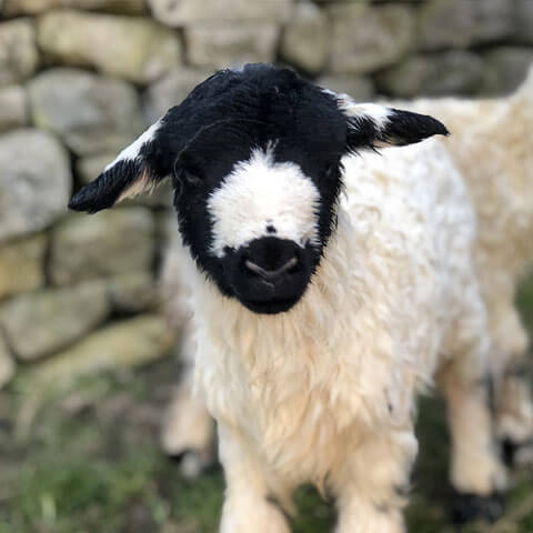 roughfell sheep