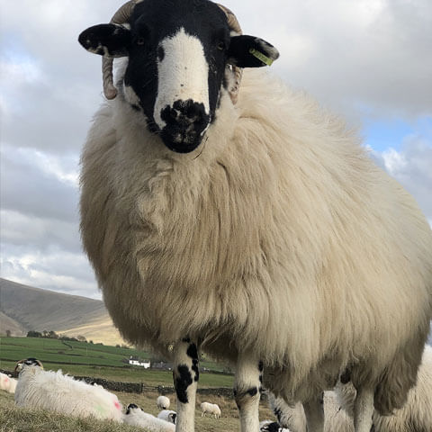 roughfell sheep
