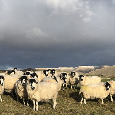 roughfell sheep