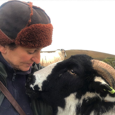 roughfell sheep