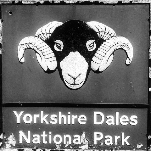 swaledale sheep