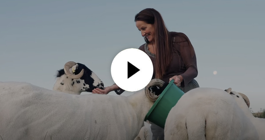 watch shepherdess