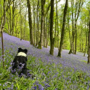 Yorkshire Dales - A Corner of Eden 11th - 15th May 2026